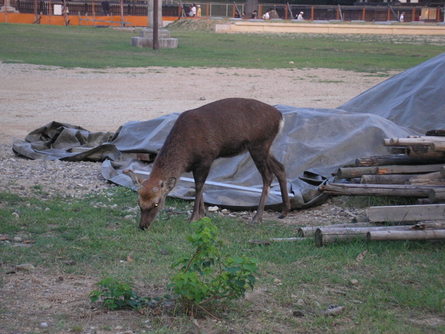 P9220120.JPG
